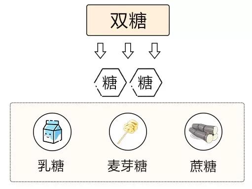 什么是碳水化合物食物，到底什么是碳水化合物食物