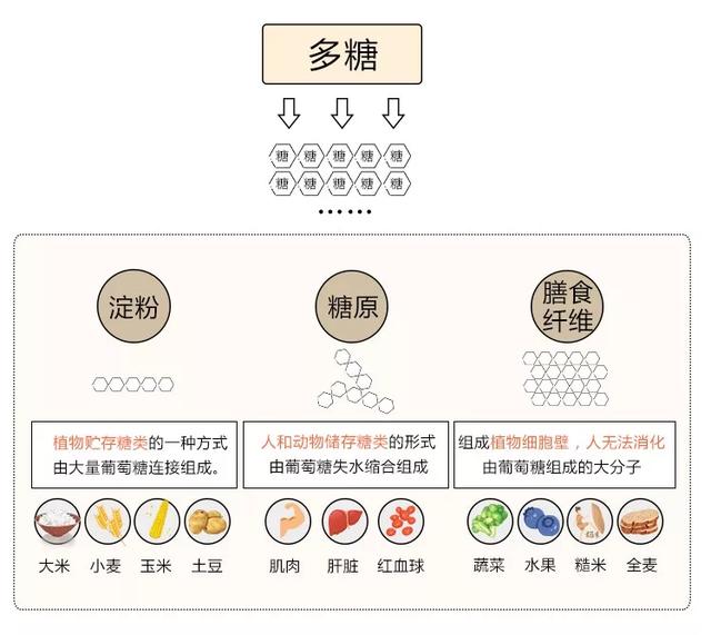 什么是碳水化合物食物，到底什么是碳水化合物食物