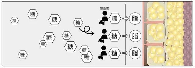 什么是碳水化合物食物，到底什么是碳水化合物食物