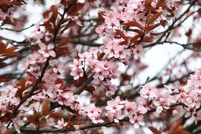 花好月圆什么花，花好月圆的花是指什么花