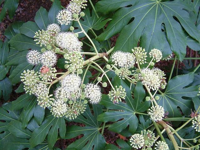 花好月圆什么花，花好月圆的花是指什么花