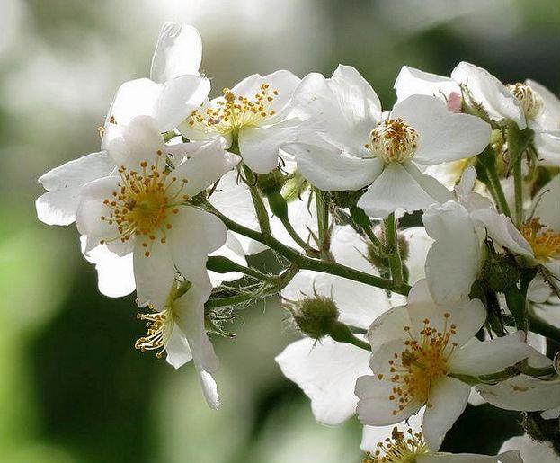 花好月圆什么花，花好月圆的花是指什么花