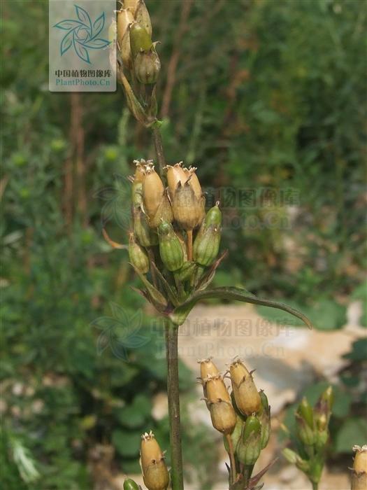 吃什么蔬菜对喉咙好，吃什么蔬菜对喉咙好一点