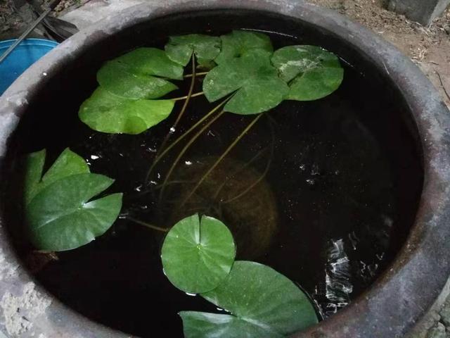 马鲷鱼如果有病了是什么状态，马鲷鱼死的原因