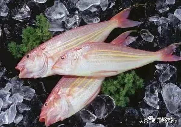 金线鱼适合什么人吃，金线鱼图片营养价值