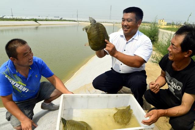 甲鱼吃什么食物，甲鱼养殖方法与技术要点