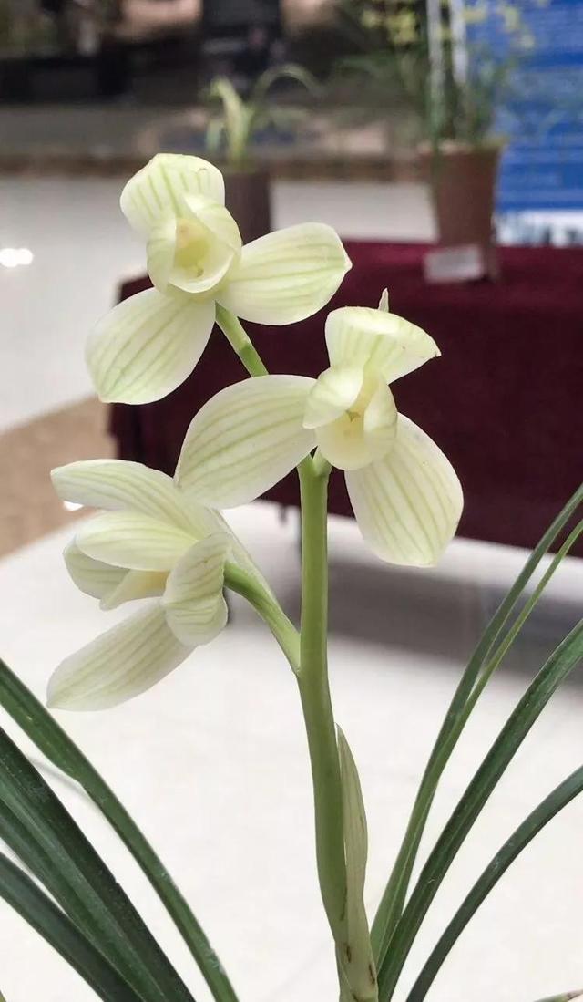 宝兰花是什么花，兰花花是什么花