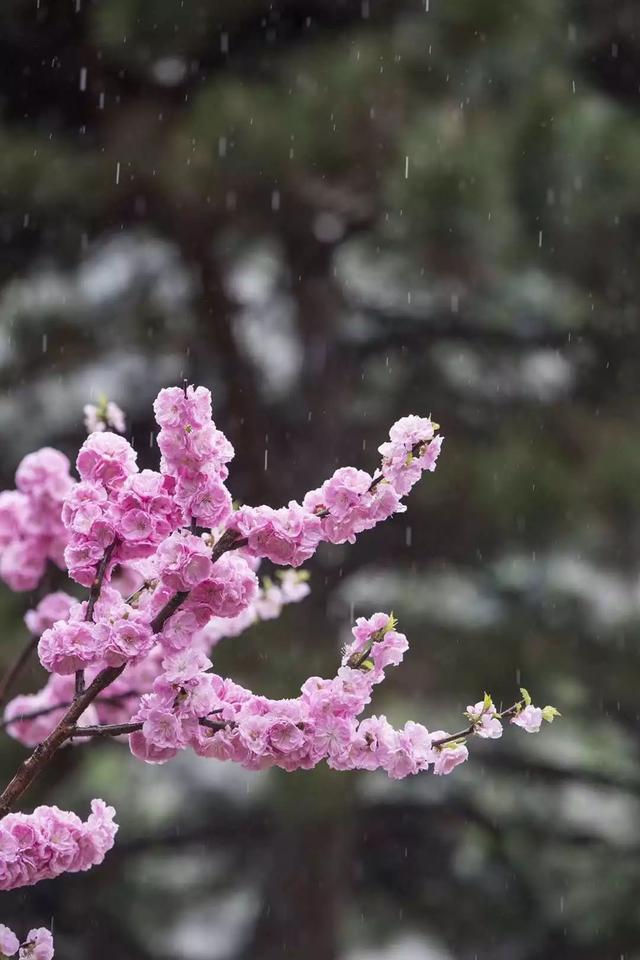 北方人清明节吃什么，山西喜欢吃什么面食