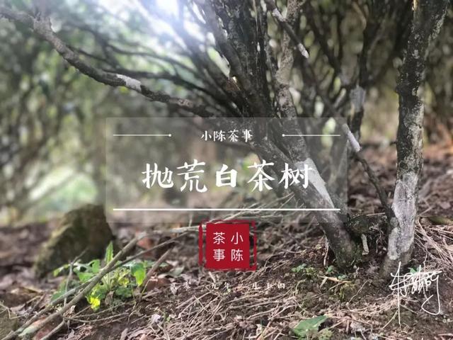 有些菜为什么加花，菜里放的花是什么