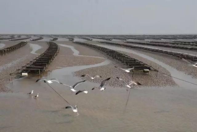 海苔不能与什么同食，海苔补碘效果