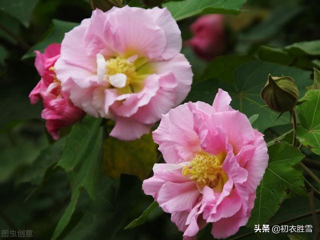 芙蓉花有什么用途，木芙蓉七绝诗句