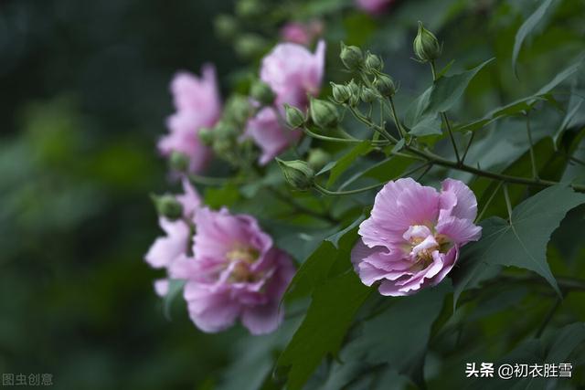 芙蓉花有什么用途，木芙蓉七绝诗句