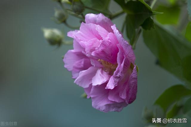 芙蓉花有什么用途，木芙蓉七绝诗句