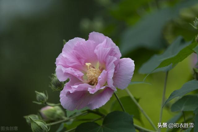 芙蓉花有什么用途，木芙蓉七绝诗句