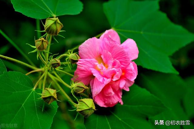 芙蓉花有什么用途，木芙蓉七绝诗句