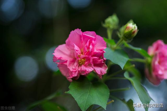 芙蓉花有什么用途，木芙蓉七绝诗句