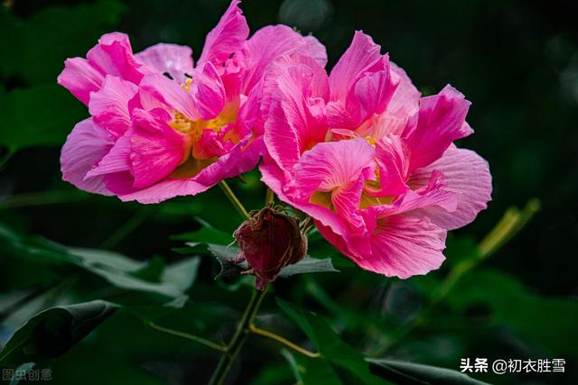 芙蓉花有什么用途，木芙蓉七绝诗句