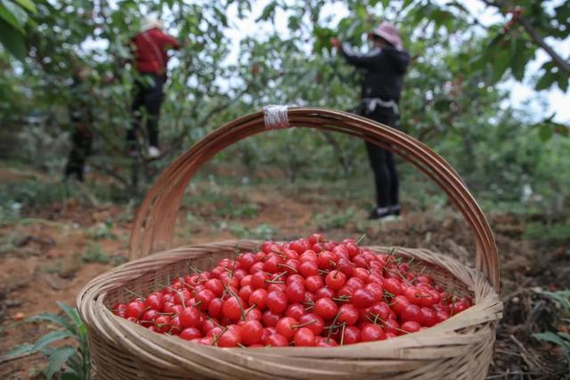 中国什么时候开始食用樱桃的，樱桃什么时候可以采摘