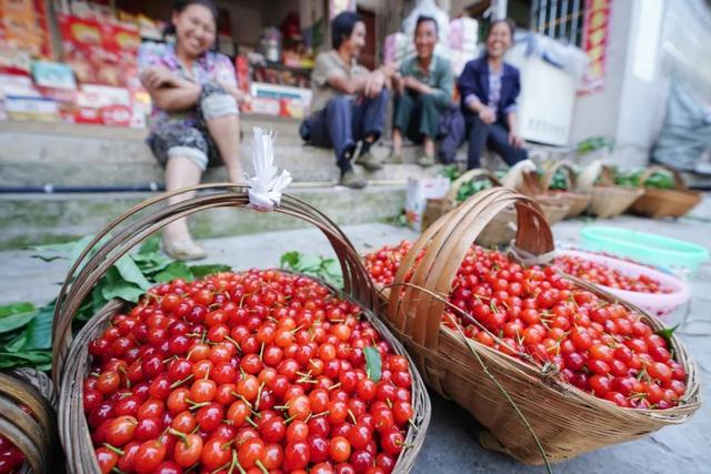 中国什么时候开始食用樱桃的，樱桃什么时候可以采摘