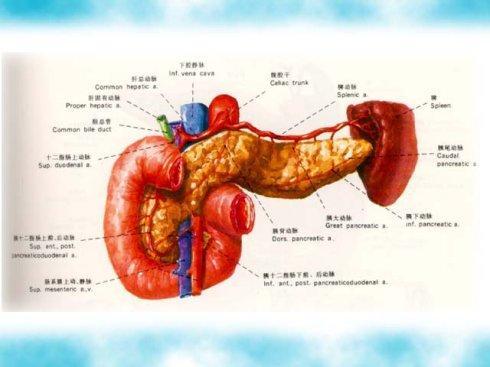 胰腺炎不可以吃什么高蛋白东西，吃什么会引起胰腺炎发作