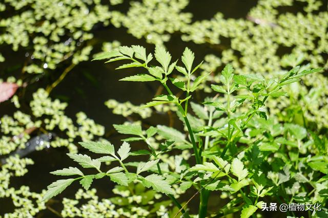 水芹是什么，水芹是什么