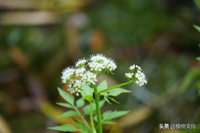 水芹是什么，水芹是什么