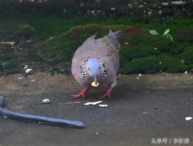 斑鸠吃什么食物，斑鸠吃玉米吗