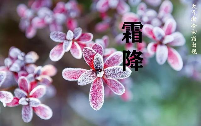 霜降过后吃什么菜好，霜降吃什么蔬菜