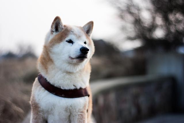 黑色像蛤蜊一样是什么，如何选柴犬