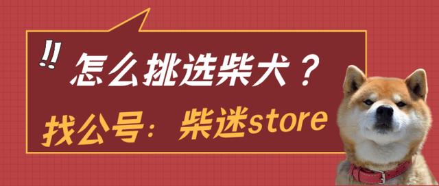 黑色像蛤蜊一样是什么，如何选柴犬