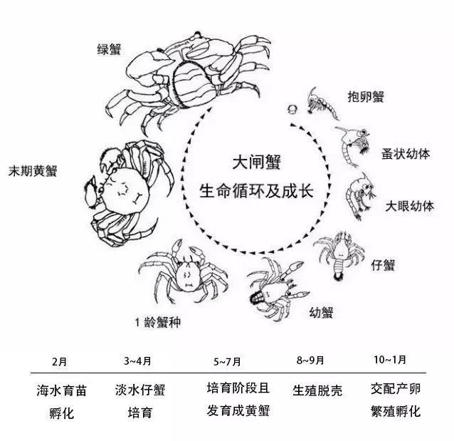 什么季节有大闸蟹，海蟹它的生存本领是什么