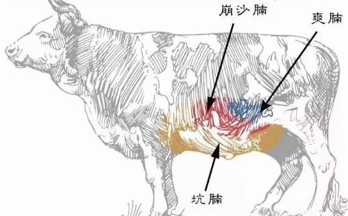 牛键子肉是什么意思，牛每个部位的肉的特点