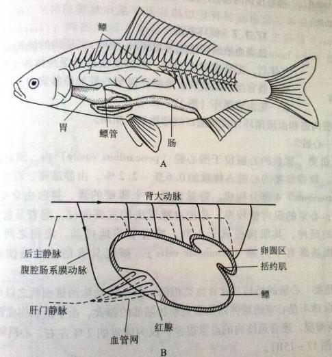 鱼吐什么，中国斗鱼为什么会吐泡泡