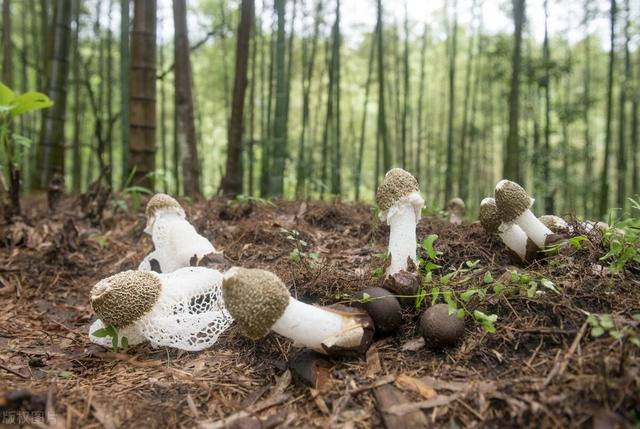 种竹荪三增加是什么意思，竹荪种植方法与技术