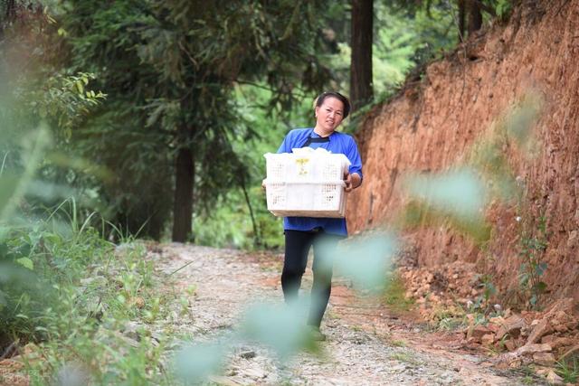 种竹荪三增加是什么意思，竹荪种植方法与技术