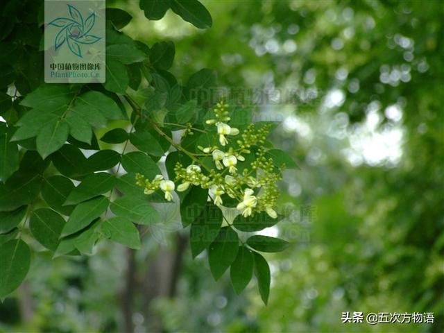 什么蔬菜长在树上，长在树上的野菜都有哪些