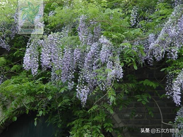 什么蔬菜长在树上，长在树上的野菜都有哪些