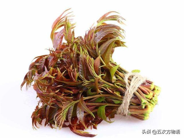 什么蔬菜长在树上，长在树上的野菜都有哪些