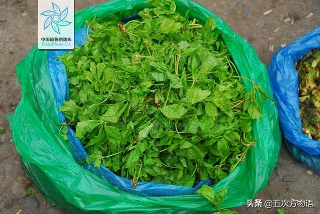 什么蔬菜长在树上，长在树上的野菜都有哪些