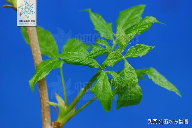 什么蔬菜长在树上，长在树上的野菜都有哪些