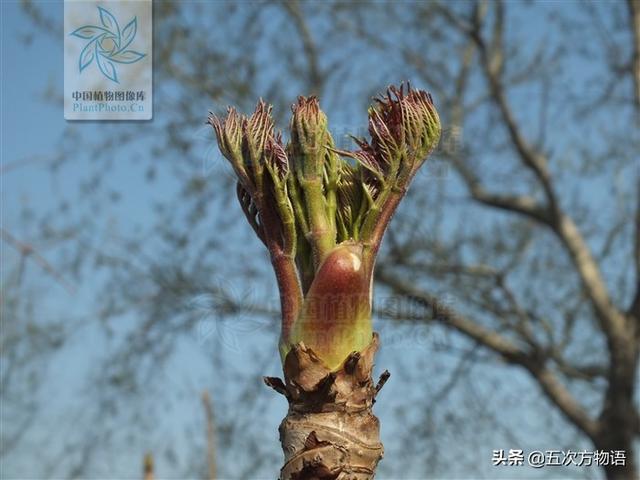 什么蔬菜长在树上，长在树上的野菜都有哪些