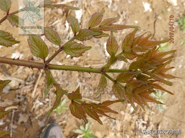 什么蔬菜长在树上，长在树上的野菜都有哪些