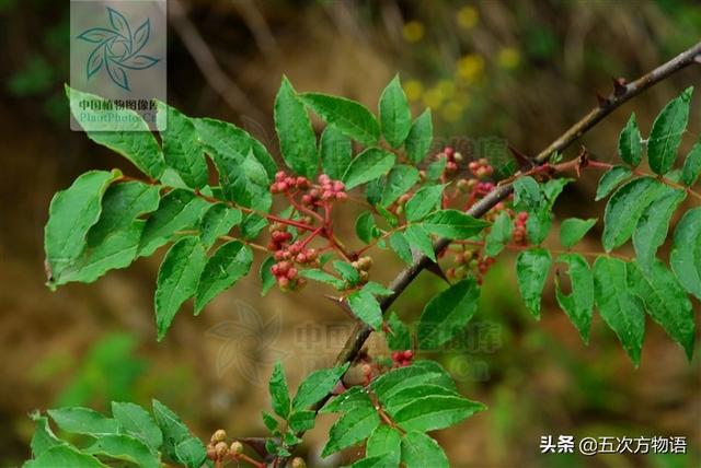 什么蔬菜长在树上，长在树上的野菜都有哪些