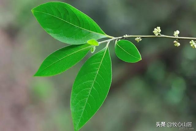 木姜子粉做什么用，木姜子怎么用