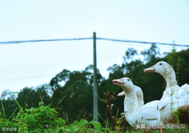 鸭蛋黄为什么红，没有鸭子能活着走出南京