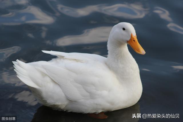 鸭蛋黄为什么红，没有鸭子能活着走出南京