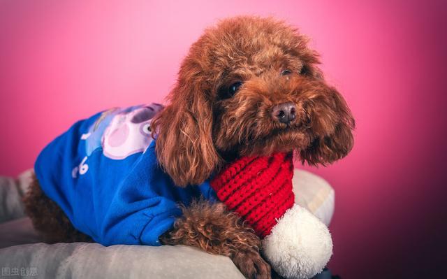 干酪粉选什么牌子，泰迪幼犬狗粮哪个牌子好