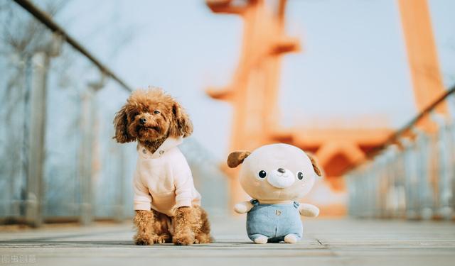 干酪粉选什么牌子，泰迪幼犬狗粮哪个牌子好