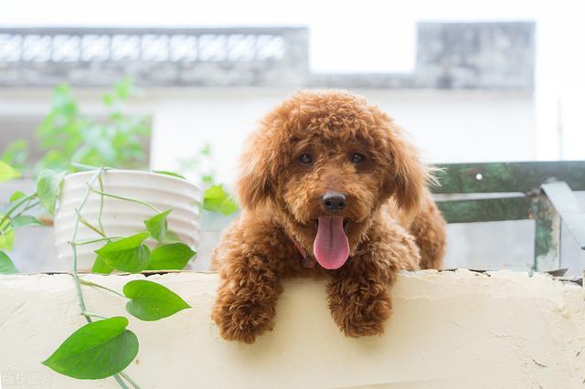 干酪粉选什么牌子，泰迪幼犬狗粮哪个牌子好