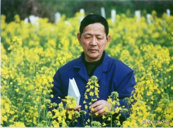 油菜叶子吃了有什么好处，油菜作饲料用的生物特点及其优势